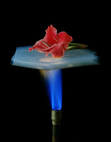 Цветок на куске аэрогеля над горелкой Бунзена