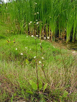 Gyslotinis dumblialaiškis (Alisma plantago-aquatica)