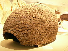 A Glyptodon carapace.