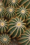 Parodia magnifica