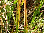 Bladvlekkenziekte 'Brown Spot' Bipolaris oryzae