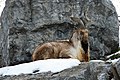 Markhor.