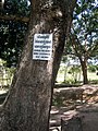 Fosa común en Choeung Ek. El árbol era utilizado para estrellar niños y causarles la muerte.
