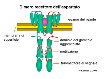 Dimero recettore dell'aspartato