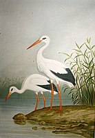 Ciconia ciconia, Weißer Storch, Chromolithografie nach einer Zeichnung von Anton Goering, Sammlung Museum Burg Posterstein