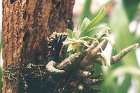 Dendrobium delacourii