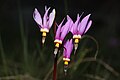 Dodecatheon pulchellum