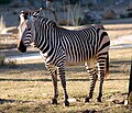 Bergzebra? (Disney's Animal Kingdom Lodge, haben auch Steppenzebras)