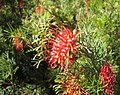 Miniatura para Grevillea thelemanniana