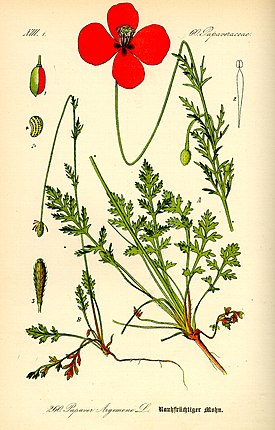 Hietaunikko kuvattuna Otto Wilhelm Thomén teoksessa Flora von Deutschland, Österreich und der Schweiz (1885).