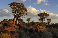 Bosque de A. dichotomum preto de Keetmanshoop, Namibia, polo serán.