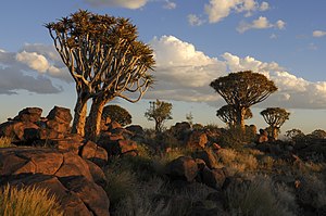Колчан терекледен чегет, Китмансхуп, Намибия