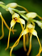 Masdevallia lehmannii