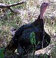 Wild Turkey (Meleagris gallopavo)