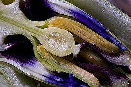 Coupe du bouton floral