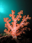 Coral rosado, Dendronephthya klunzingeri