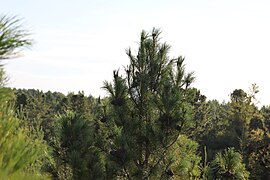 Pinus sibirica в возрасте 35 лет.jpg
