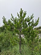 Pinus taiwanensis, Yakou, Taitung, Taiwan 01.jpg