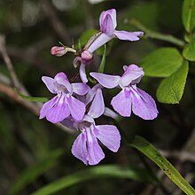 Ponerorchis graminifolia