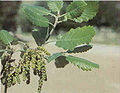 Amenti in un quejigo (Quercus canariensis)