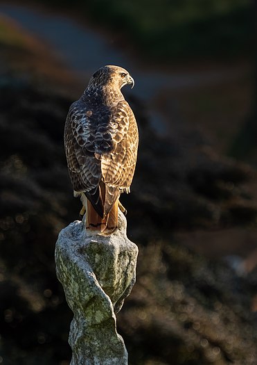 Red-tailed hawk in Green-Wood Cemetery