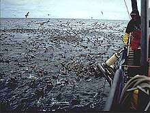 Photo of hundreds of seabirds on water surface around boat