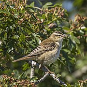 Sedge warbler (Acrocephalus schoenobaenus) 3