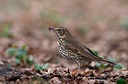 Strazdas giesmininkas (Turdus philomelos)