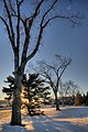 Sunset through trees on the campus of the Northern Alberta Institute of Technology (NAIT)