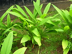 Turmeric plant.jpg