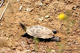 Vistonidas sanctuary - panoramio.jpg