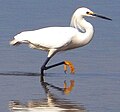 Snowy Egret in winter plumage, Lk. Jackson, Florida.