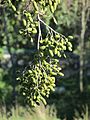 Immature fruits