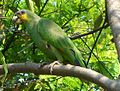 Amazona amazonica (cat.)