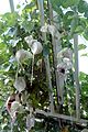 Habit of Aristolochia grandiflora (Aristolochiaceae) at Jena Botanical Garden, Germany