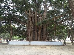 Banyan tree (Ficus benghalensis) in Rajbiraj, Nepal.jpg