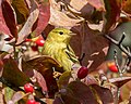 Image 88Blackpoll warbler amid flowering dogwood leaves in Green-Wood Cemetery