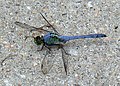 Blue Dasher (Pachydiplax longipennis) dragonfly at Chalco Hills Recreation Area