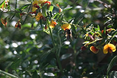 Pollinisation de Bossiaea cinerea par une abeille (d'espèce inconnue).