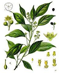 Cinnamomum camphora (L.) J.Presl