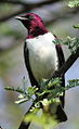 Male violet-backed starling, Pilanesberg NP, South Africa