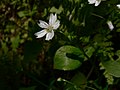 Claytonia sibirica