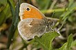 Coenonympha pamphilus