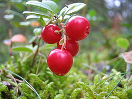 Vaccinium vitis-idaea