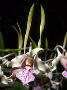 Dendrobium stratiotes