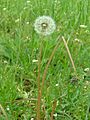 Taraxacum officinale