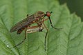 Empis livida con presa