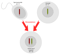 Fécondation simplifiée avec deux gamètes contenant un gonosome X.svg