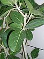 Bengalinis fikusas (Ficus benghalensis)