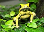 Photo d'une grenouille jaune